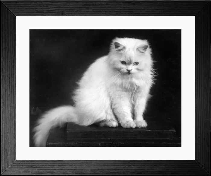 Framed Print : WHITE PERSIAN CAT / 1939 Framed Print : WHITE PERSIAN CAT / 1939
