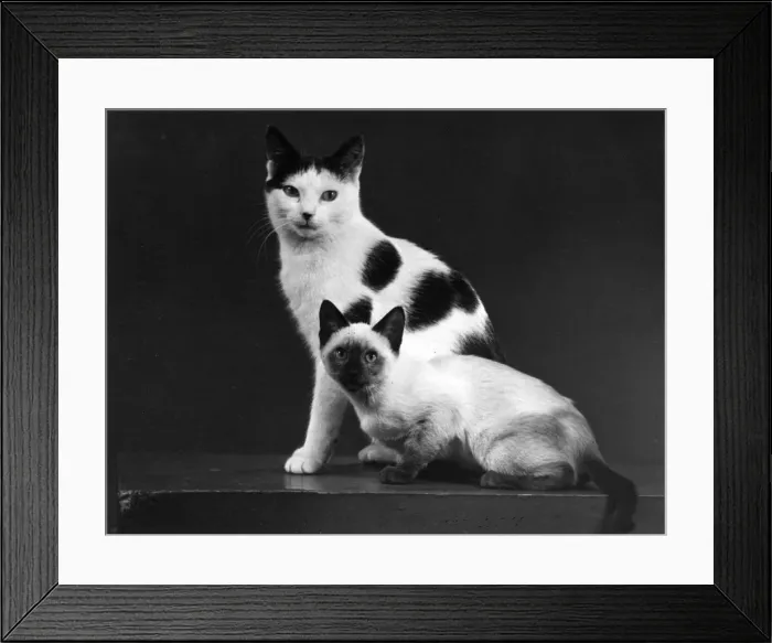 Framed Print : TWO CATS / 1955 Framed Print : TWO CATS / 1955
