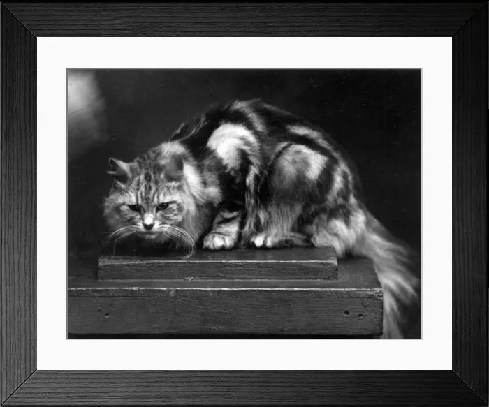 Framed Print : SILVER TABBY / 1936 Framed Print : SILVER TABBY / 1936
