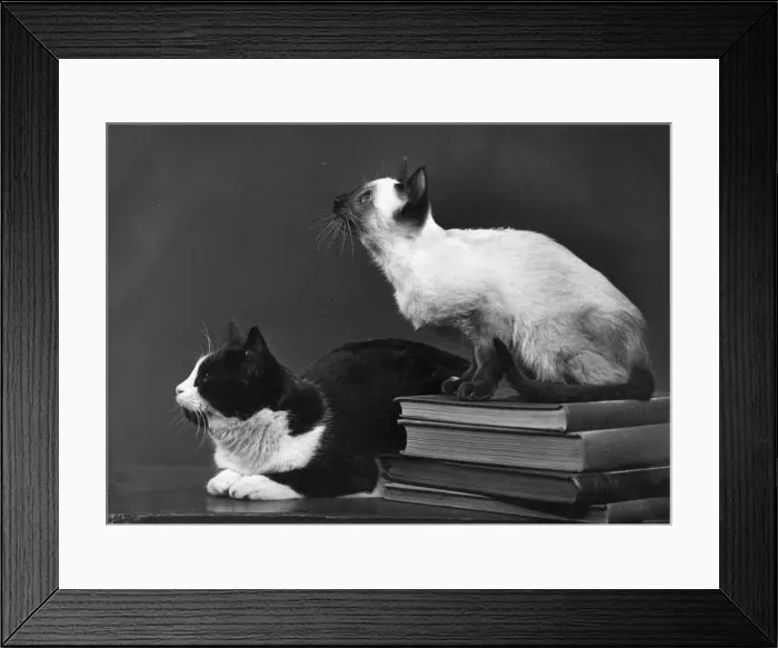 Framed Print : TWO CATS AND BOOKS Framed Print : TWO CATS AND BOOKS