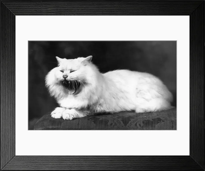 Framed Print : CHINCHILLA CAT YAWNS Framed Print : CHINCHILLA CAT YAWNS