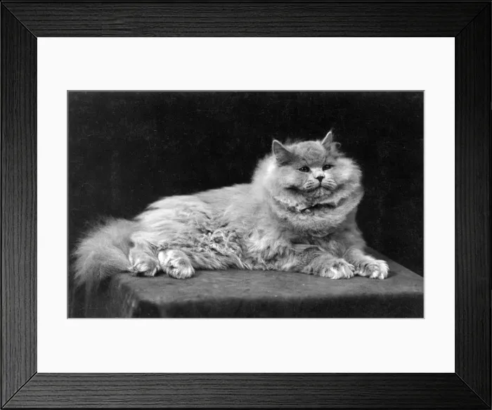 Framed Print : BLUE PERSIAN LYING Framed Print : BLUE PERSIAN LYING