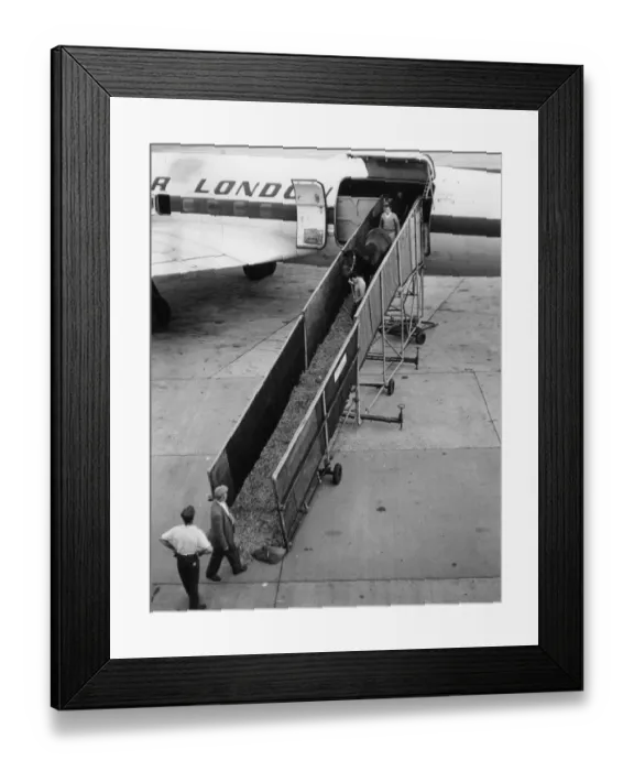 Framed Print : Unloading racehorses, Gatwick Airport, Sussex Framed Print : Unloading racehorses, Gatwick Airport, Sussex
