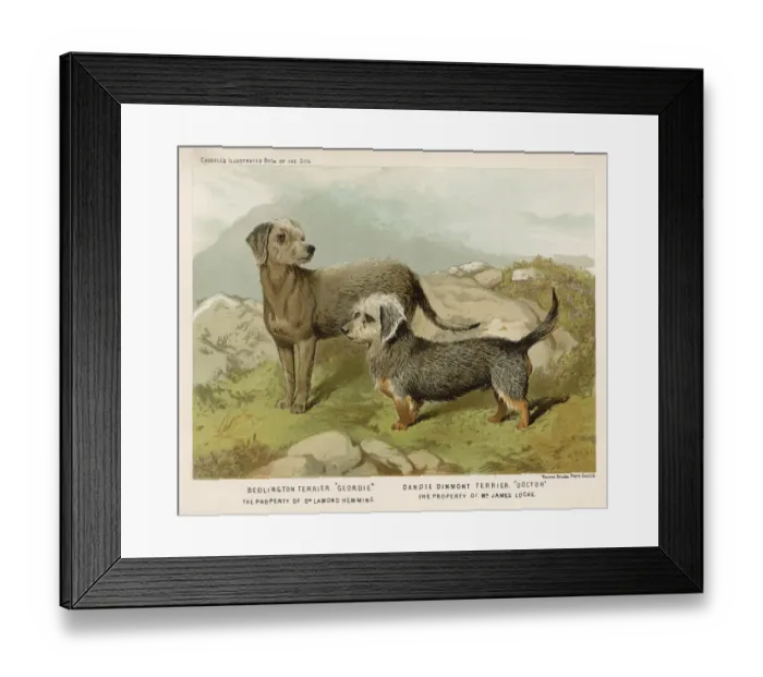 Framed Print : BEDLINGTON SHAW) Framed Print : BEDLINGTON SHAW)