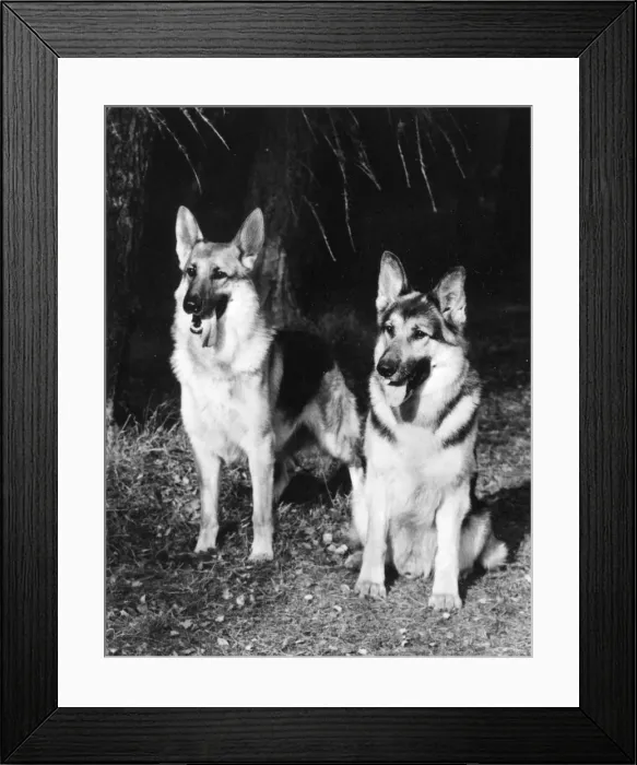 Framed Print : GERMAN SHEPHERDS 1969 Framed Print : GERMAN SHEPHERDS 1969