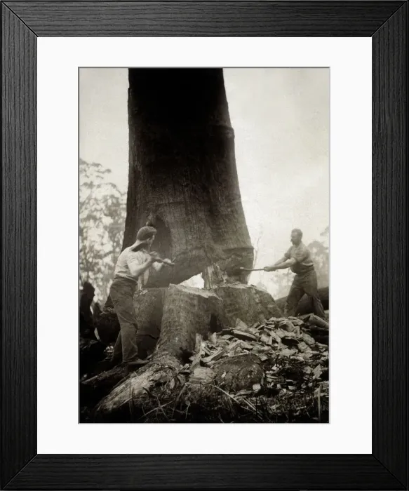 Framed Print : FELLING GIANT EUCALYPTUS Framed Print : FELLING GIANT EUCALYPTUS