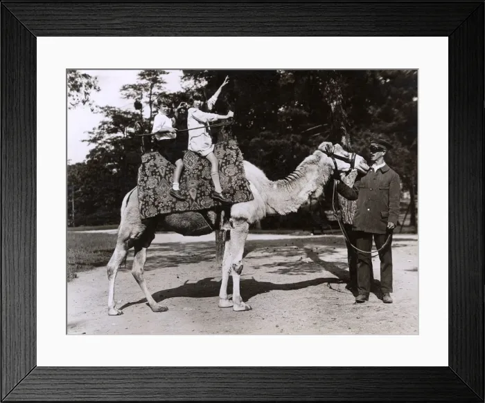 Framed Print : KIDS ON A CAMEL RIDE Framed Print : KIDS ON A CAMEL RIDE