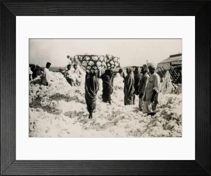 Framed Print : INDIAN COTTON HARVEST Framed Print : INDIAN COTTON HARVEST