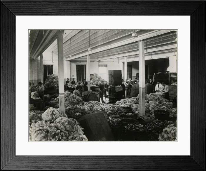 Framed Print : AUSTRALIAN WOOL SCHOOL Framed Print : AUSTRALIAN WOOL SCHOOL