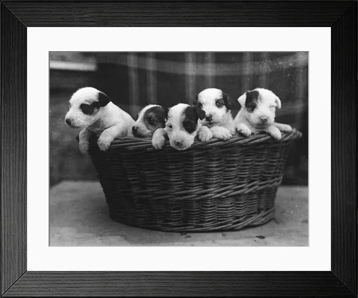 Framed Print : WIRE HAIRED TERRIER PUPS Framed Print : WIRE HAIRED TERRIER PUPS