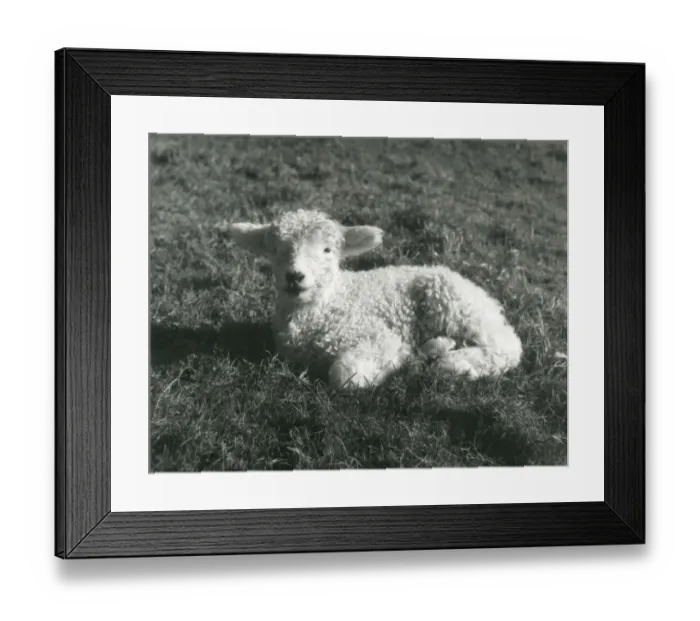 Framed Print : SPRING LAMB Framed Print : SPRING LAMB