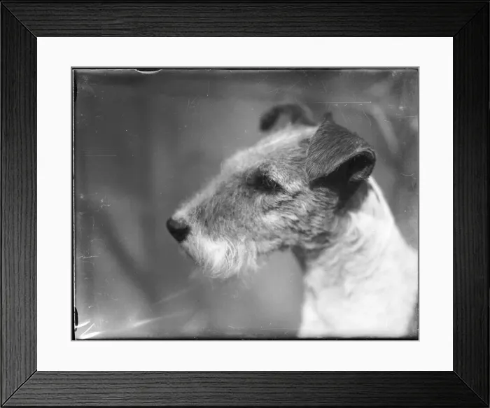 Framed Print : WIRE FOX TERRIER Framed Print : WIRE FOX TERRIER