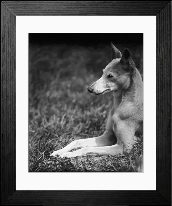 Framed Print : HEAD OF A WHIPPET Framed Print : HEAD OF A WHIPPET