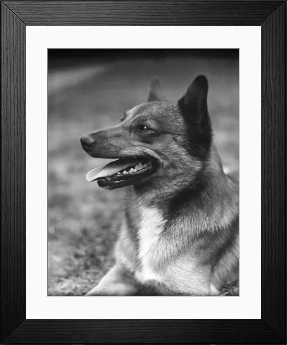 Framed Print : GERMAN SHEPHERD 1930S Framed Print : GERMAN SHEPHERD 1930S