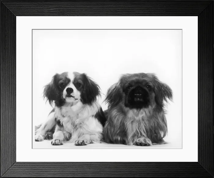 Framed Print : DOGS. A King Charles spaniel (left) and a Pekingese (right). Date: late 1960s Framed Print : DOGS. A King Charles spaniel (left) and a Pekingese (right). Date: late 1960s