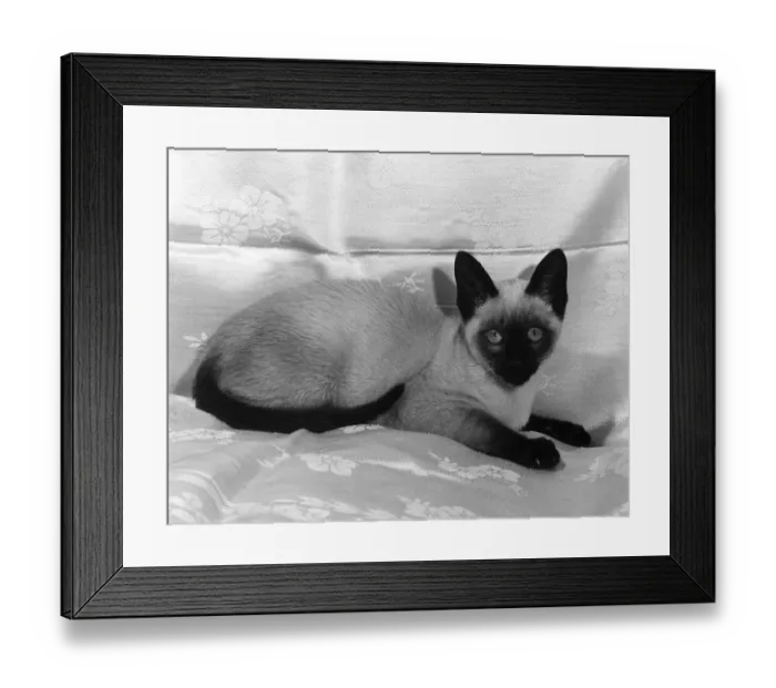 Framed Print : A SIAMESE CAT Framed Print : A SIAMESE CAT