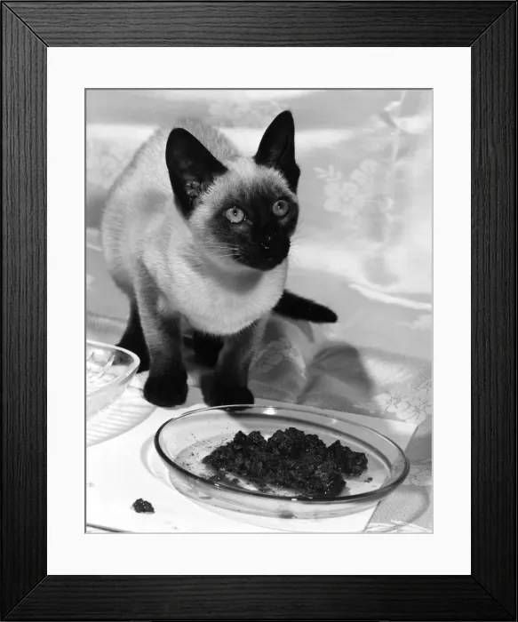Framed Print : A CAT HAS DINNER Framed Print : A CAT HAS DINNER