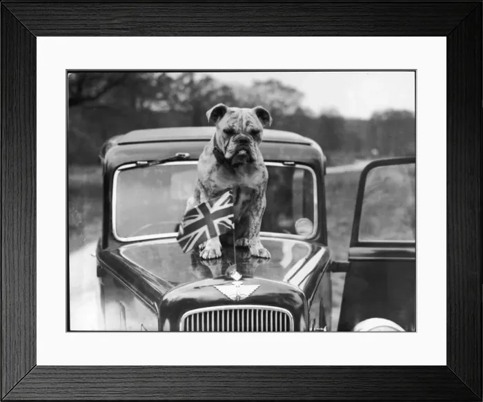 Framed Print : BRITISH BULLDOG Framed Print : BRITISH BULLDOG