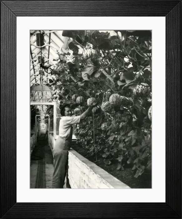Framed Print : HARVESTING MELONS Framed Print : HARVESTING MELONS
