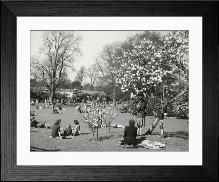 Framed Print : SPRING MAGNOLIA BLOSSOM Framed Print : SPRING MAGNOLIA BLOSSOM
