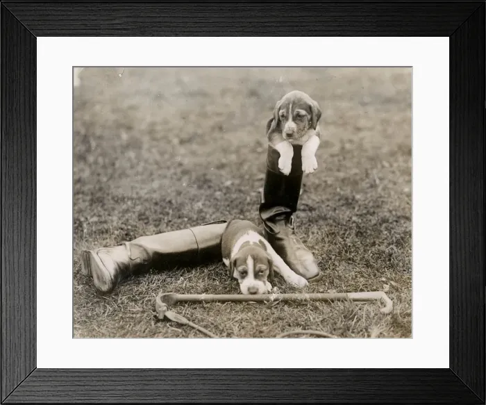 Framed Print : FOXHOUNDS GET THE BOOT Framed Print : FOXHOUNDS GET THE BOOT