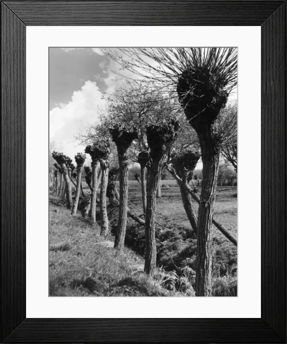 Framed Print : POLLARD WILLOWS