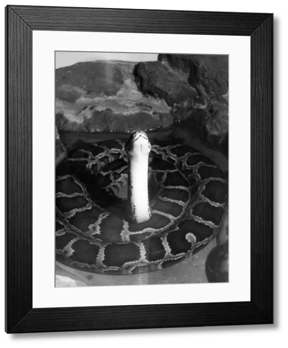 Framed Print : INDIAN PYTHON Framed Print : INDIAN PYTHON
