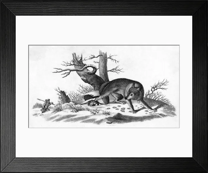 Framed Print : COYOTE. The Prairie Wolf - with one leg caught in a trap Date: circa 1820 Framed Print : COYOTE. The Prairie Wolf - with one leg caught in a trap Date: circa 1820