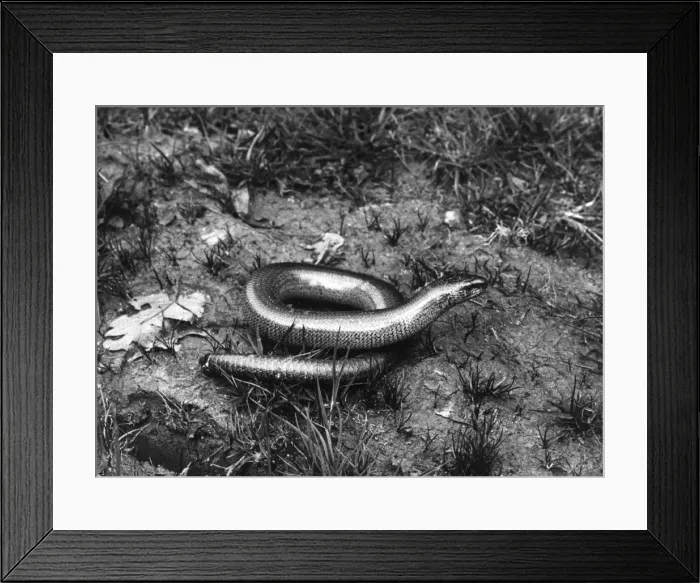 Framed Print : SLOW WORM. A Slow Worm is superficially like a snake Framed Print : SLOW WORM. A Slow Worm is superficially like a snake