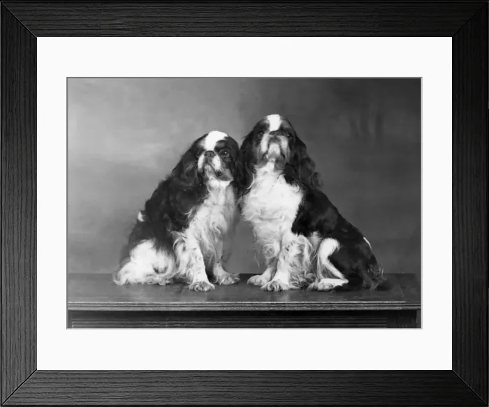 Framed Print : FALL / K. C. SPANIELS / 1951 Framed Print : FALL / K. C. SPANIELS / 1951