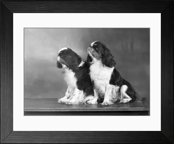 Framed Print : FALL / K. C. SPANIELS / 1951 Framed Print : FALL / K. C. SPANIELS / 1951