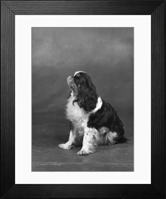 Framed Print : FALL / K. C. SPANIEL / 1952 Framed Print : FALL / K. C. SPANIEL / 1952