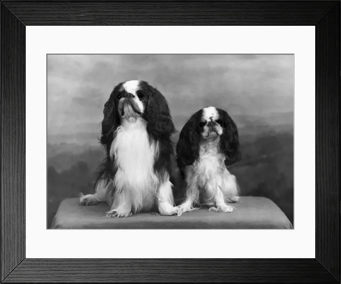 Framed Print : FALL / K. C. SPANIEL / 1955 Framed Print : FALL / K. C. SPANIEL / 1955
