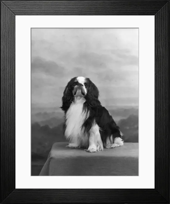 Framed Print : FALL / K. C. SPANIEL / 1955 Framed Print : FALL / K. C. SPANIEL / 1955