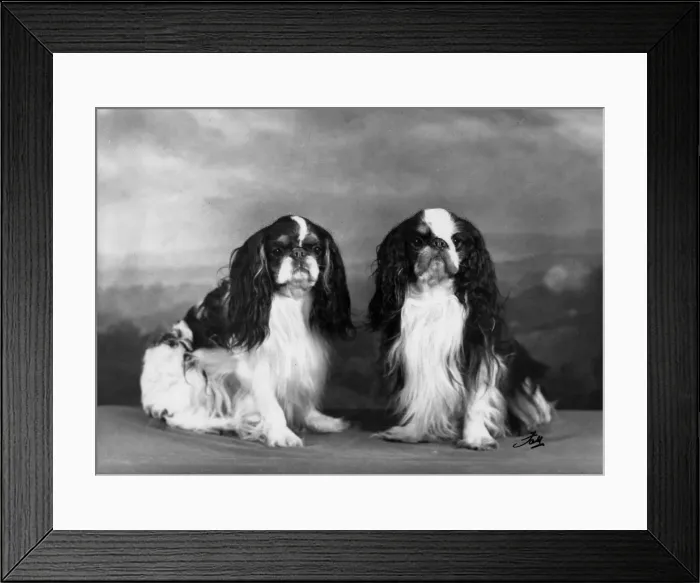 Framed Print : FALL / K. C. SPANIELS / 1957 Framed Print : FALL / K. C. SPANIELS / 1957