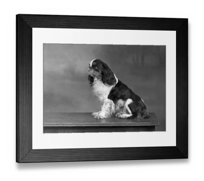 Framed Print : FALL  /  K. C. SPANIEL  /  1951