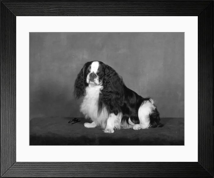 Framed Print : FALL / K. C. SPANIEL / 1967 Framed Print : FALL / K. C. SPANIEL / 1967