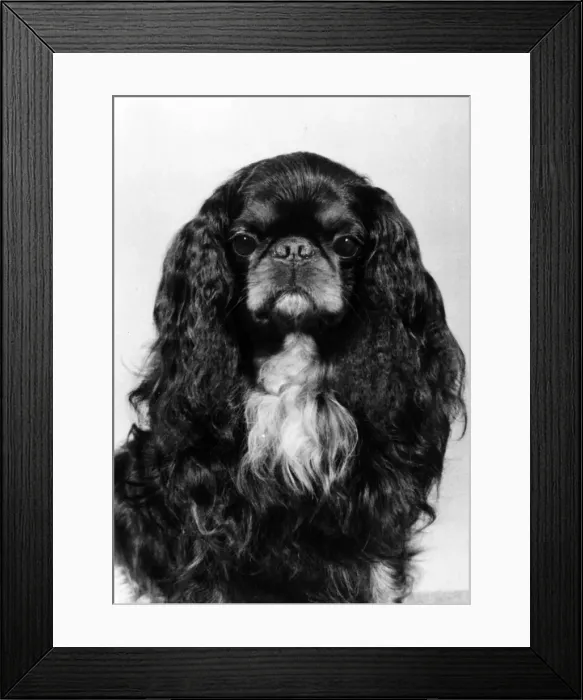 Framed Print : FALL / K. C. SPANIEL / 1978 Framed Print : FALL / K. C. SPANIEL / 1978