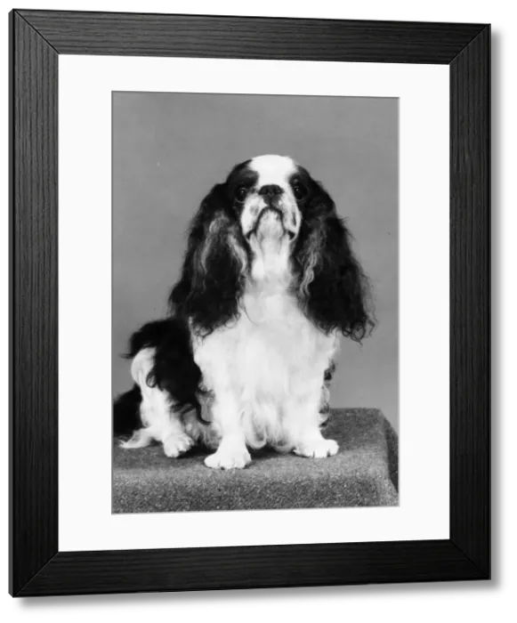 Framed Print : FALL / K. C. SPANIEL / 1982 Framed Print : FALL / K. C. SPANIEL / 1982