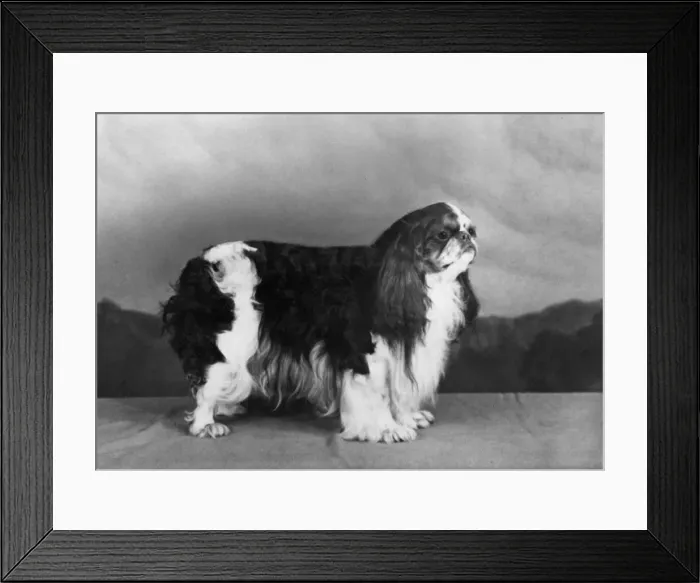 Framed Print : FALL / K. C. SPANIEL / 1982 Framed Print : FALL / K. C. SPANIEL / 1982