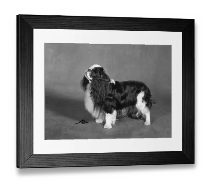 Framed Print : FALL / K. C. SPANIEL / 1967 Framed Print : FALL / K. C. SPANIEL / 1967