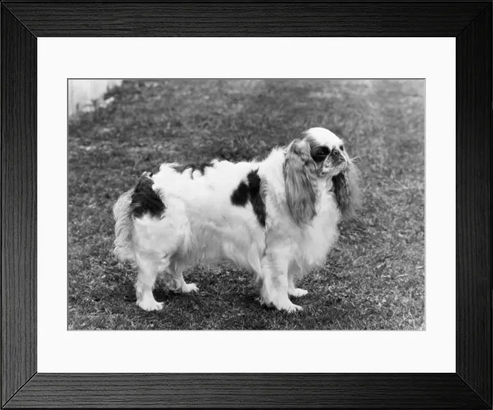 Framed Print : FALL / K. C. SPANIEL / 1971 Framed Print : FALL / K. C. SPANIEL / 1971