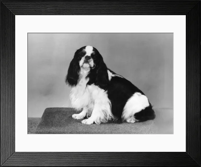 Framed Print : FALL / K. C. SPANIEL / 1975 Framed Print : FALL / K. C. SPANIEL / 1975