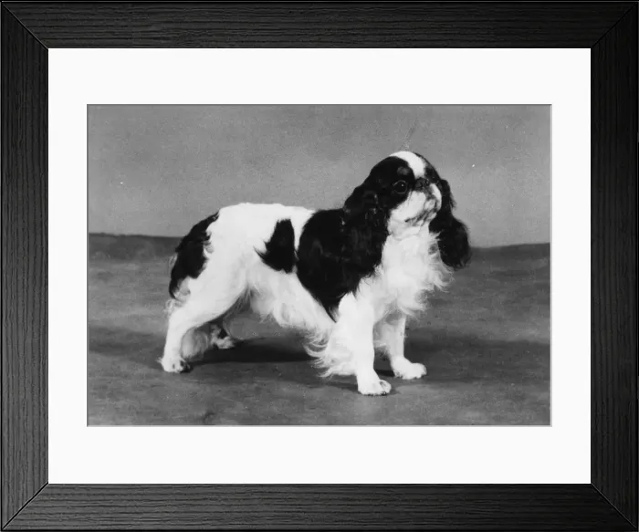 Framed Print : FALL / K. C. SPANIEL / 1978 Framed Print : FALL / K. C. SPANIEL / 1978