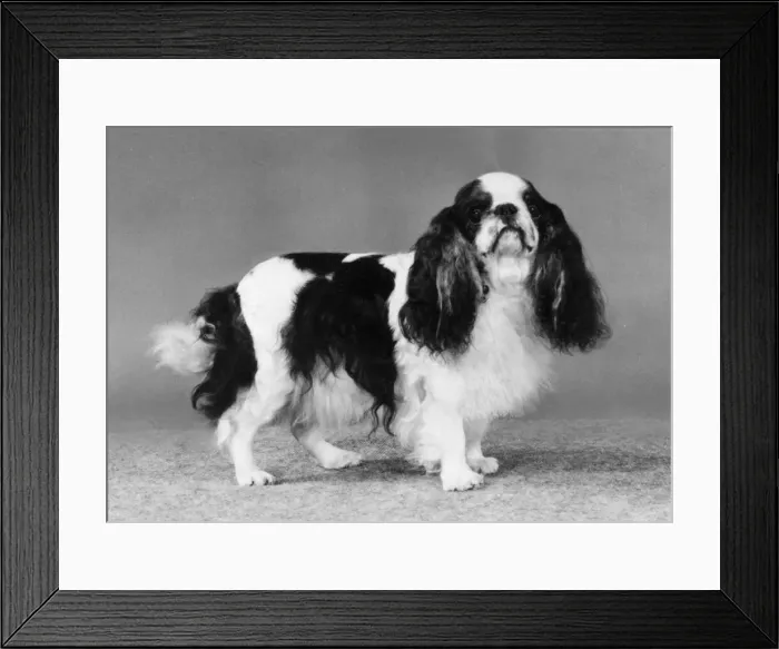 Framed Print : FALL / K. C. SPANIEL / 1982 Framed Print : FALL / K. C. SPANIEL / 1982