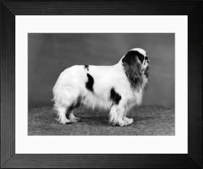 Framed Print : FALL / K. C. SPANIEL / 1989 Framed Print : FALL / K. C. SPANIEL / 1989