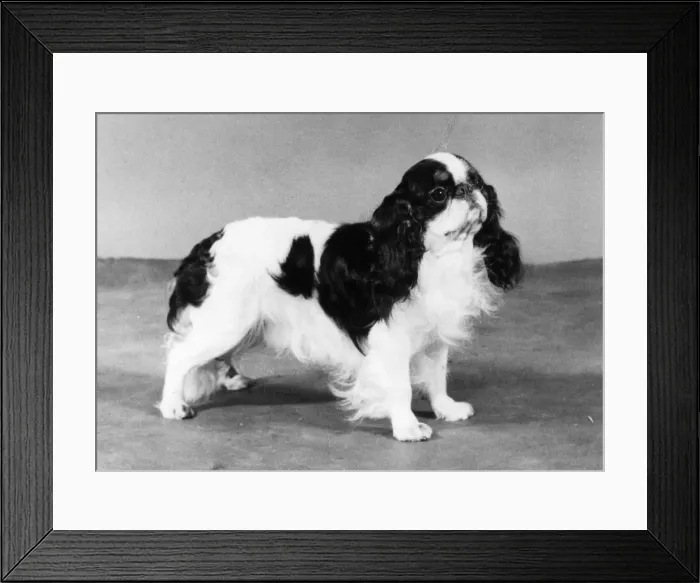 Framed Print : FALL / K. C. SPANIEL / 1982 Framed Print : FALL / K. C. SPANIEL / 1982