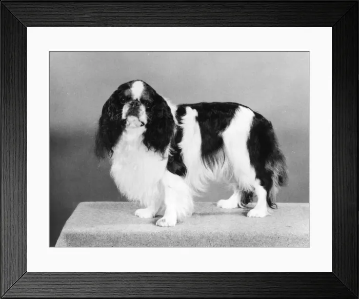 Framed Print : FALL / K. C. SPANIEL / 1977 Framed Print : FALL / K. C. SPANIEL / 1977