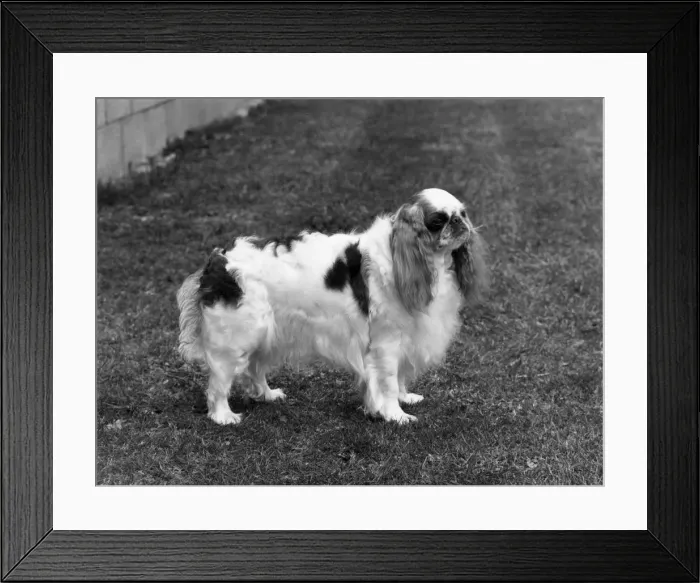 Framed Print : FALL / K. C. SPANIEL / 1971 Framed Print : FALL / K. C. SPANIEL / 1971