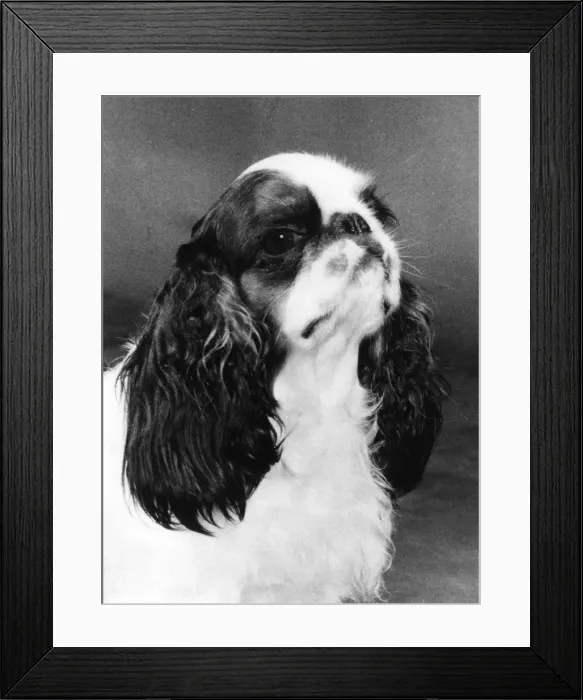 Framed Print : FALL / K. C. SPANIEL / 1977 Framed Print : FALL / K. C. SPANIEL / 1977